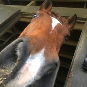 Meet your Posher, Darcy